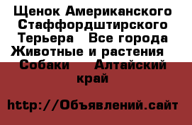 Щенок Американского Стаффордштирского Терьера - Все города Животные и растения » Собаки   . Алтайский край